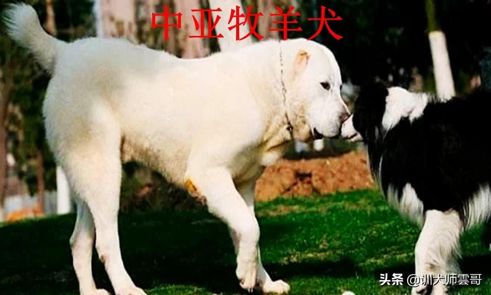 牧羊犬有哪些品种（盘点最常见的10大牧羊犬） 第7张