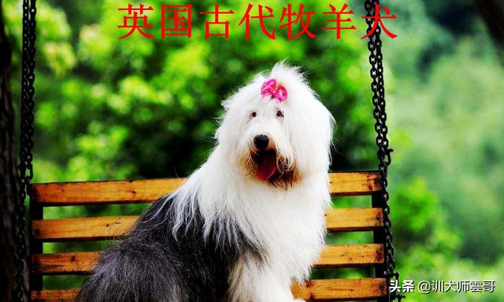 牧羊犬有哪些品种（盘点最常见的10大牧羊犬） 第9张