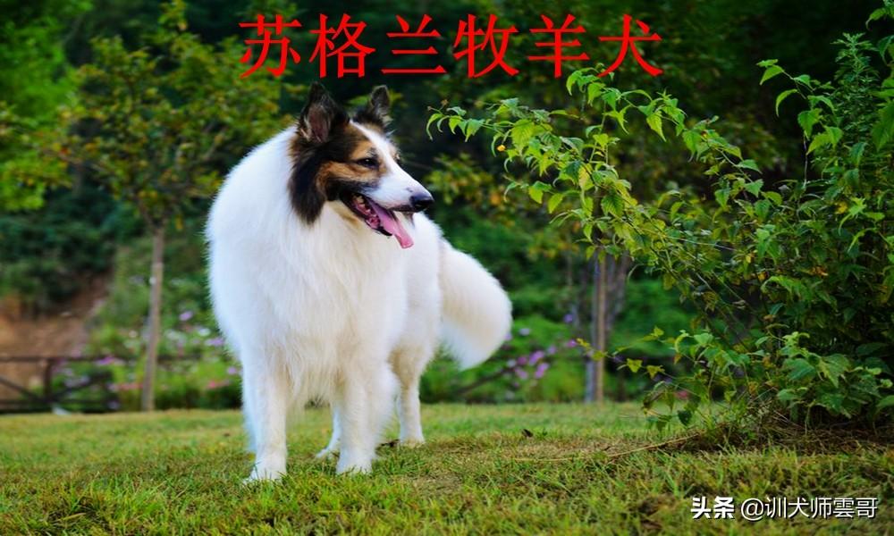 牧羊犬有哪些品种（盘点最常见的10大牧羊犬） 第11张