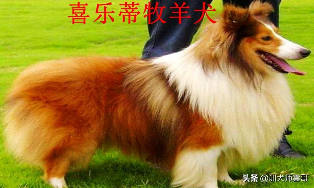 牧羊犬有哪些品种（盘点最常见的10大牧羊犬） 第13张
