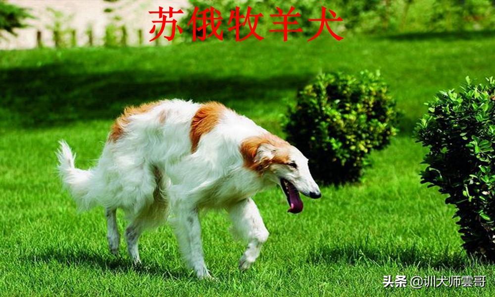 牧羊犬有哪些品种（盘点最常见的10大牧羊犬） 第15张