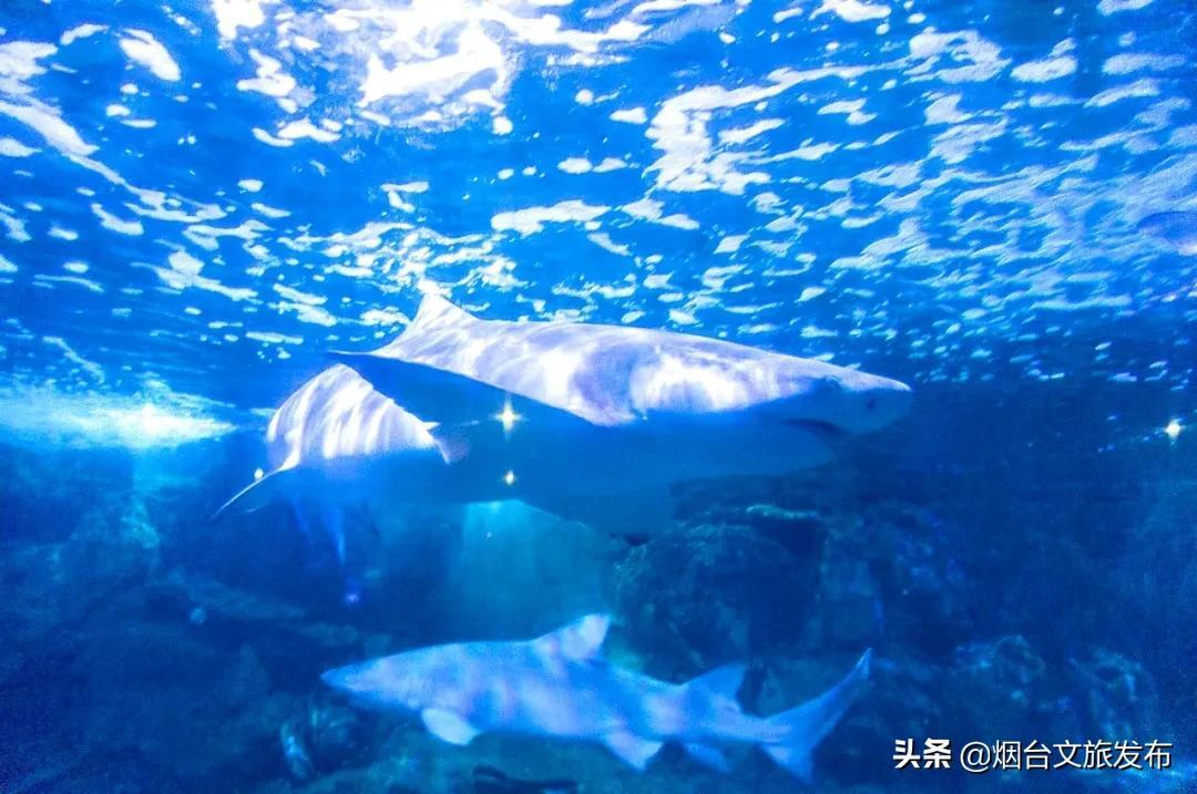 蓬莱水城攻略（到蓬莱，这么玩地道又有趣） 第21张