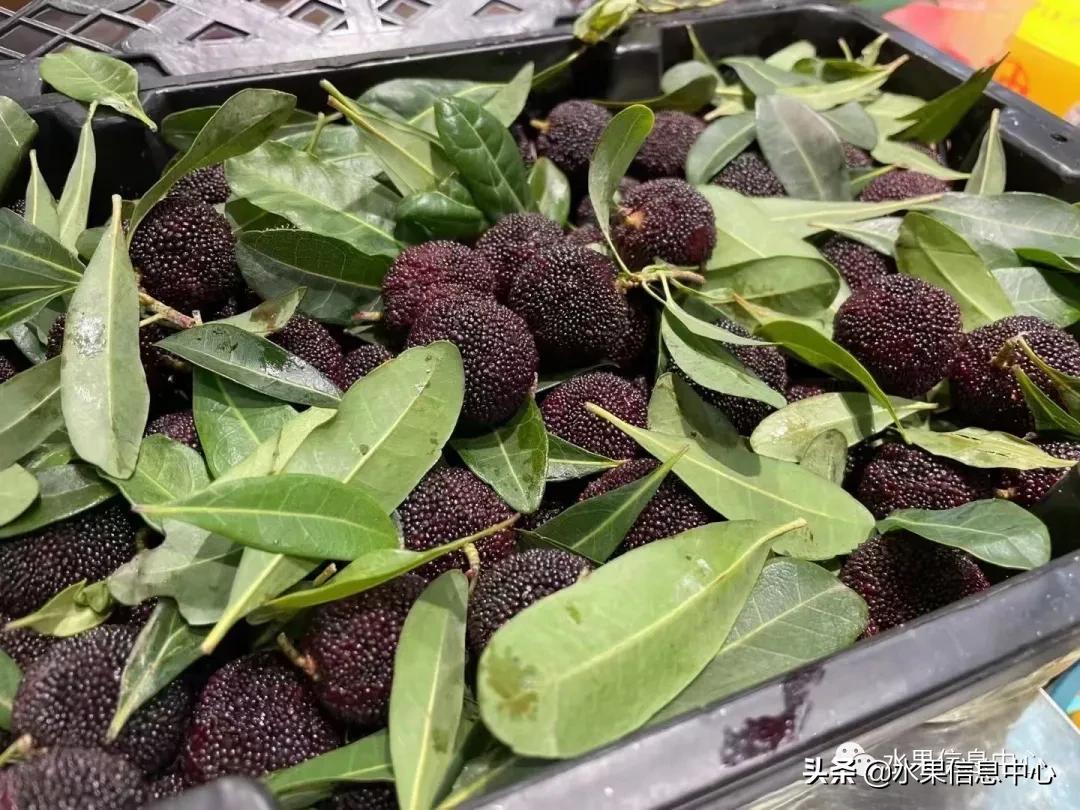 杨梅几月份成熟，我国的杨梅到底哪里最好吃？ 第31张