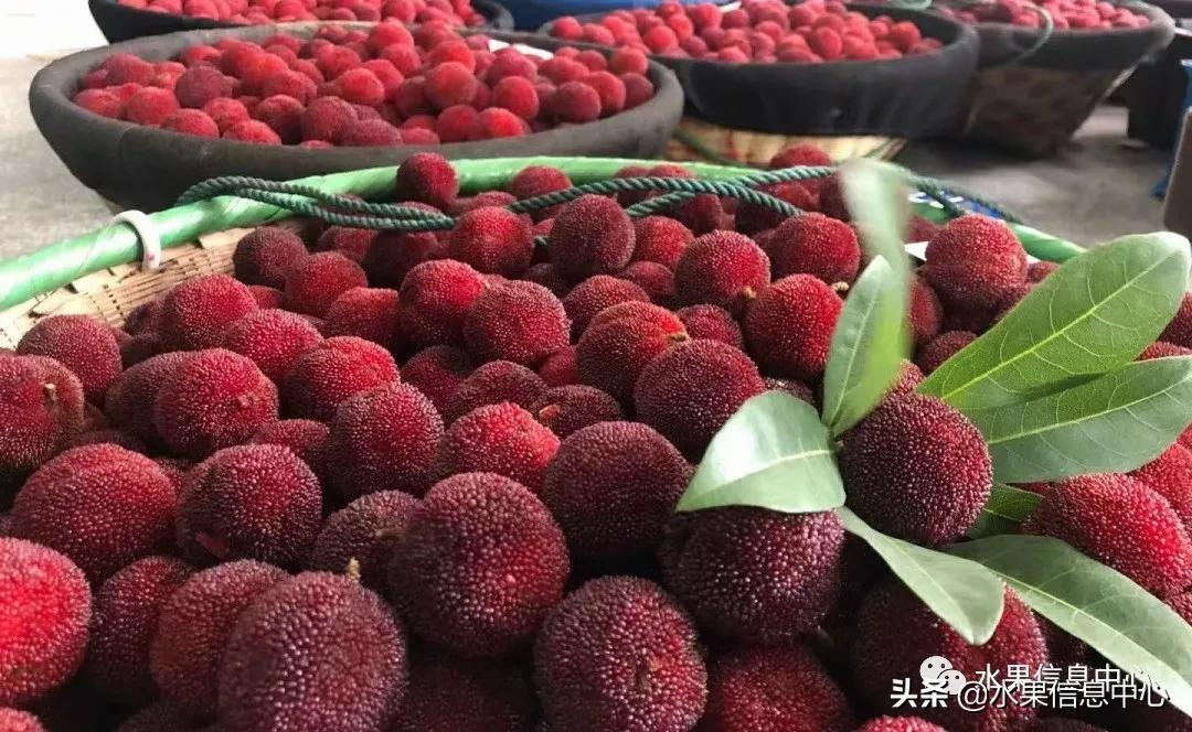 杨梅几月份成熟，我国的杨梅到底哪里最好吃？ 第25张