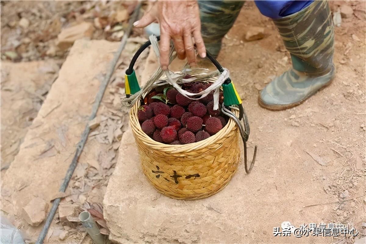 杨梅几月份成熟，我国的杨梅到底哪里最好吃？ 第11张