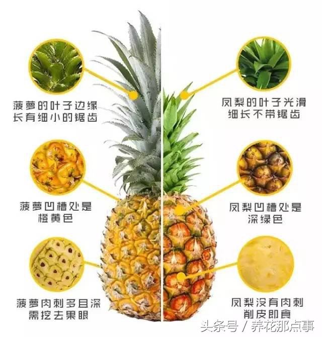 菠萝和凤梨你能分的清吗？超详细的图解让你一眼就看明白区别 第3张