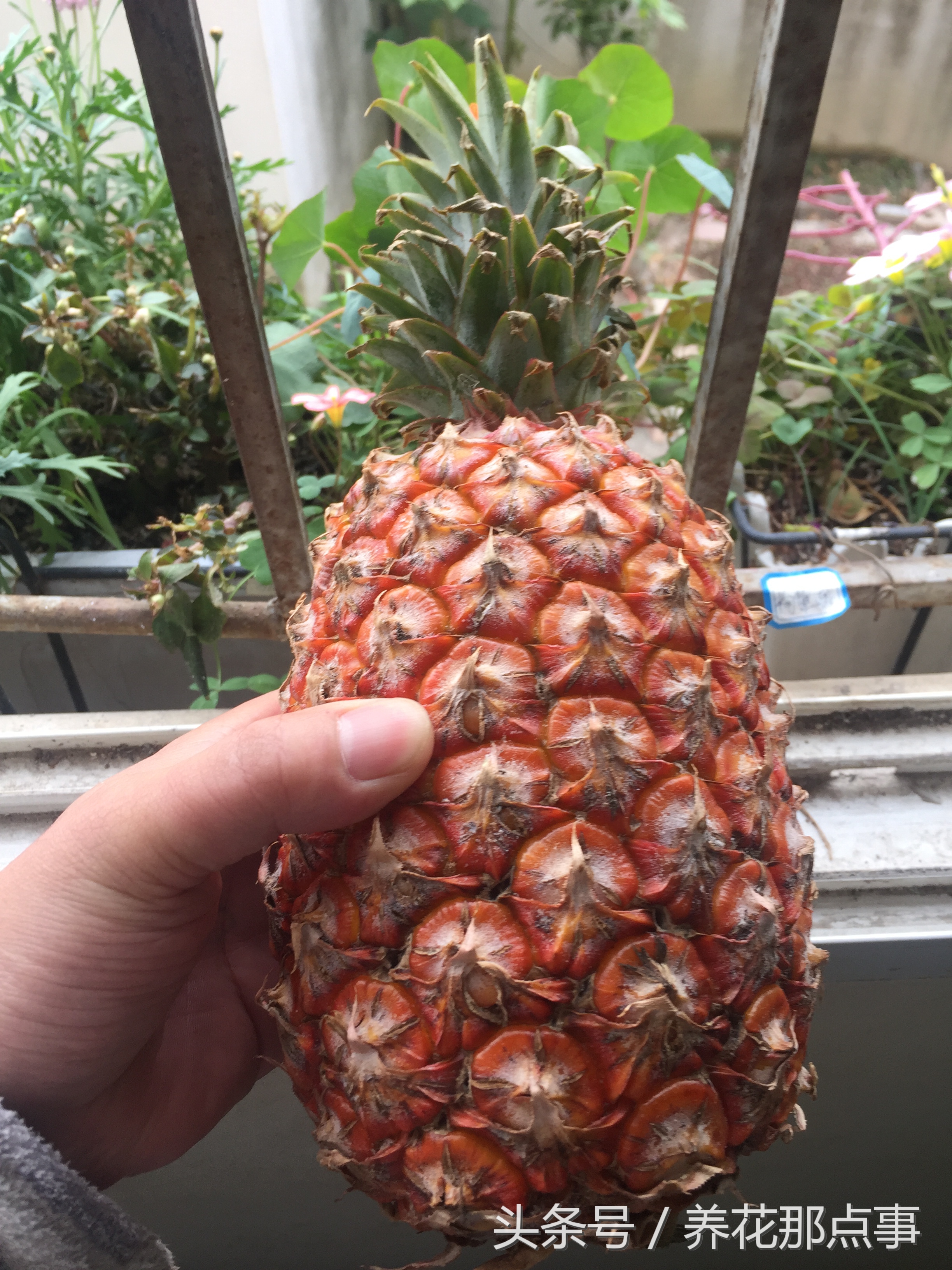 菠萝和凤梨你能分的清吗？超详细的图解让你一眼就看明白区别 第5张