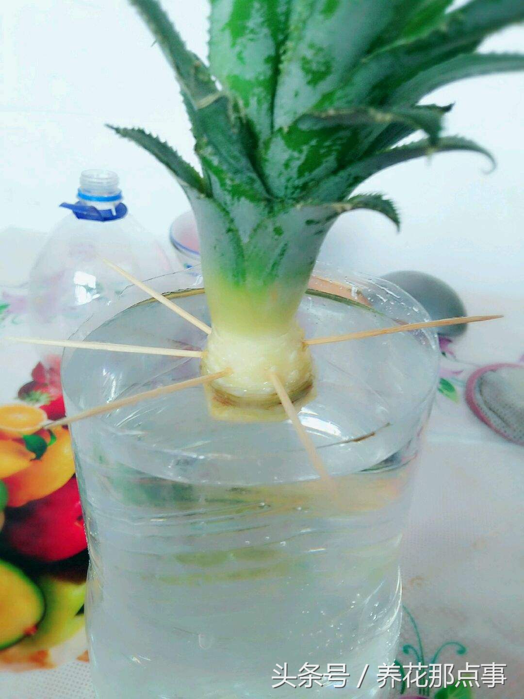 菠萝和凤梨你能分的清吗？超详细的图解让你一眼就看明白区别 第11张