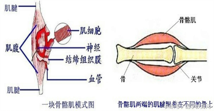 运动系统全套解剖图，学医的要好好看！ 第217张