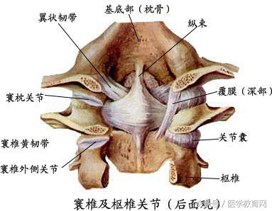 运动系统全套解剖图，学医的要好好看！ 第205张