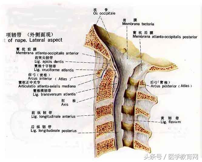 运动系统全套解剖图，学医的要好好看！ 第93张