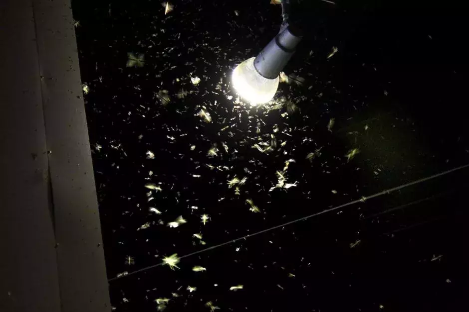 飞蛾为何扑火？真正原因可能只有飞蛾自己知道 第45张