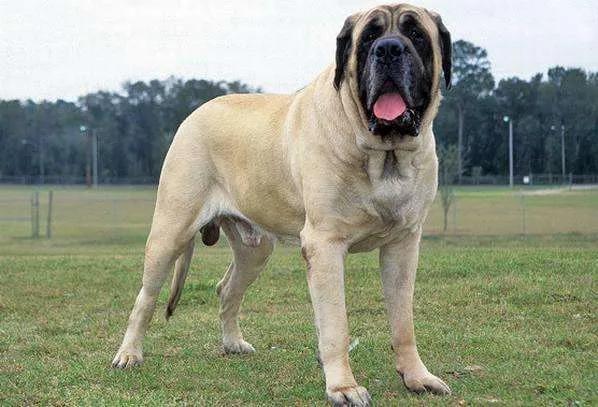 十大巨型犬排行（盘点世界上体型最大的10种狗） 第7张