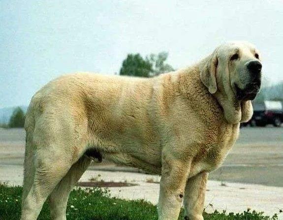 十大巨型犬排行（盘点世界上体型最大的10种狗） 第11张