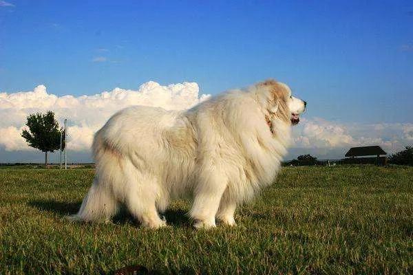 十大巨型犬排行（盘点世界上体型最大的10种狗） 第19张