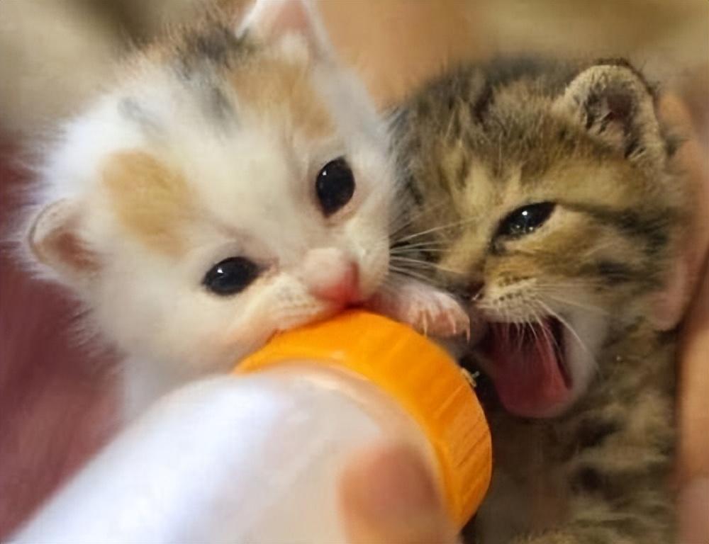 猫的一岁是人的多少岁（猫咪成长的四个阶段） 第3张