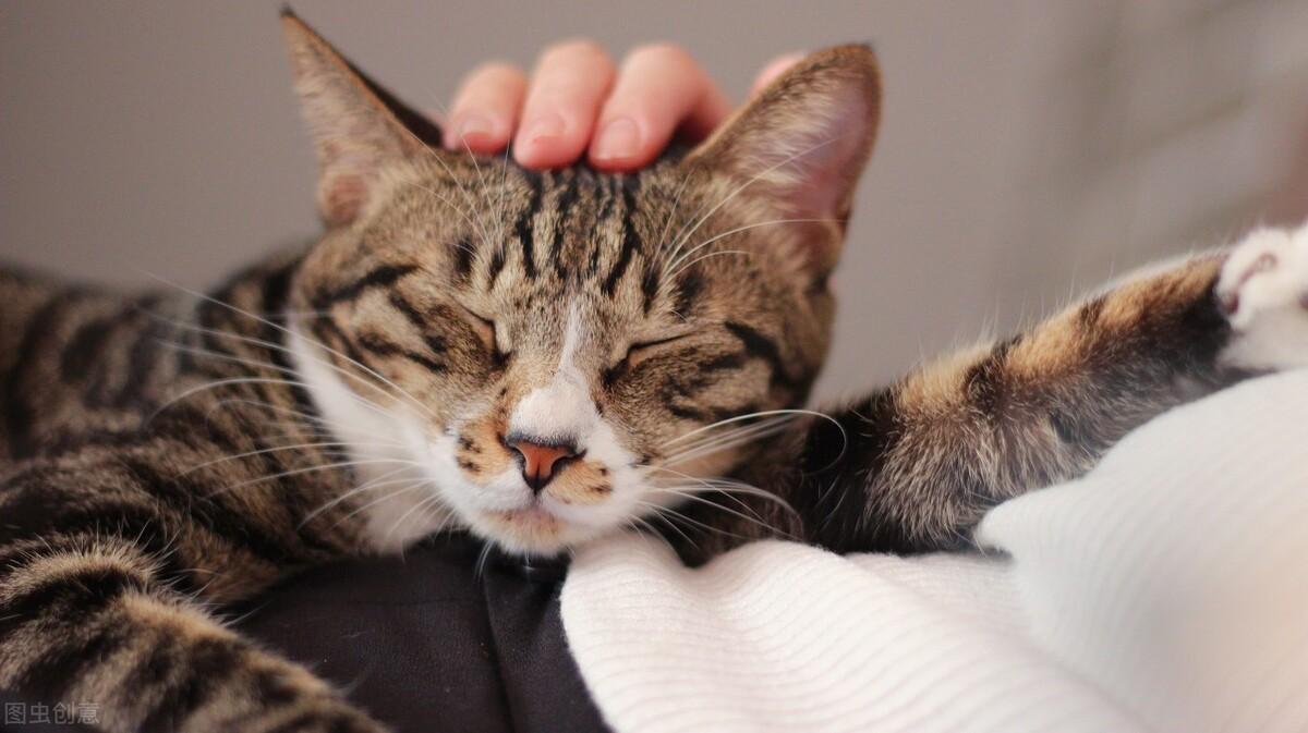 猫的一岁是人的多少岁（猫咪成长的四个阶段） 第17张