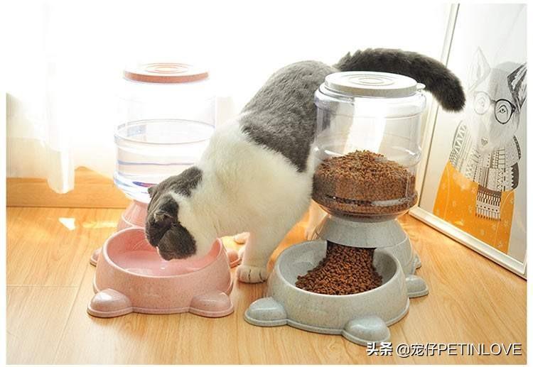 猫一个人在家能撑几天（猫咪是否可以单独待十天） 第1张