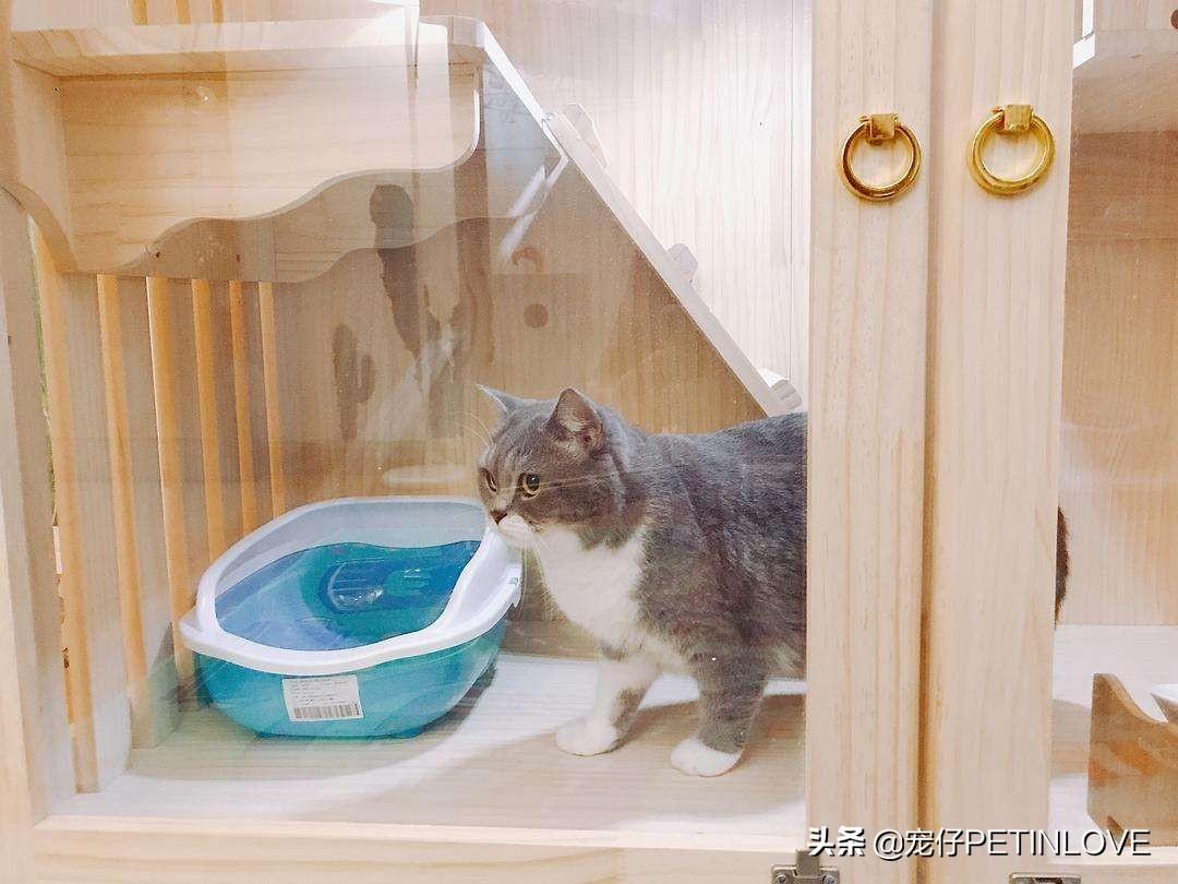 猫一个人在家能撑几天（猫咪是否可以单独待十天） 第9张