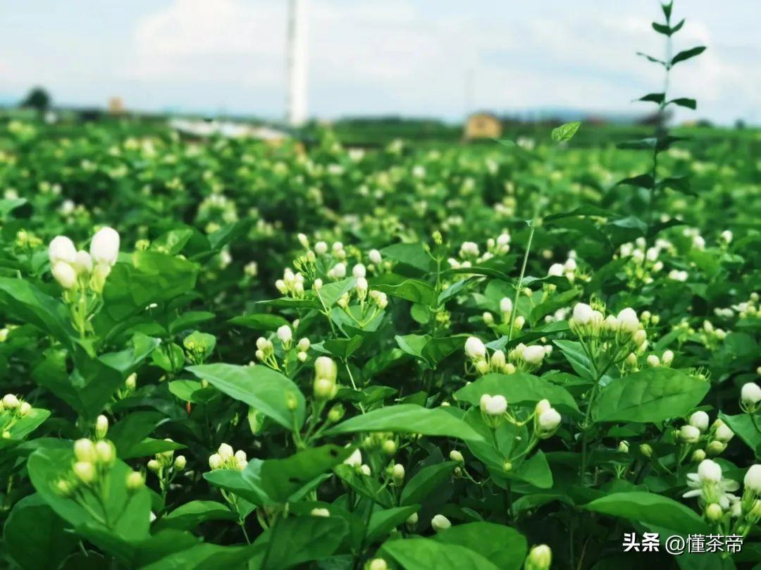 茉莉花茶哪个产地最好（如何挑选茉莉花茶） 第5张