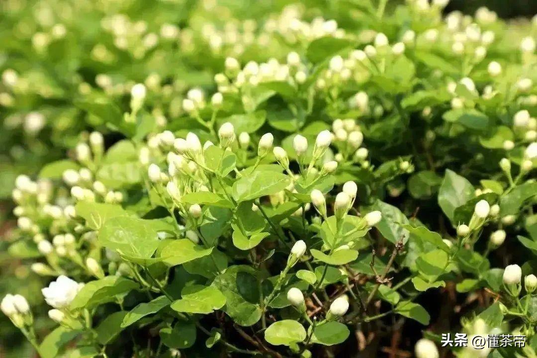茉莉花茶哪个产地最好（如何挑选茉莉花茶） 第13张
