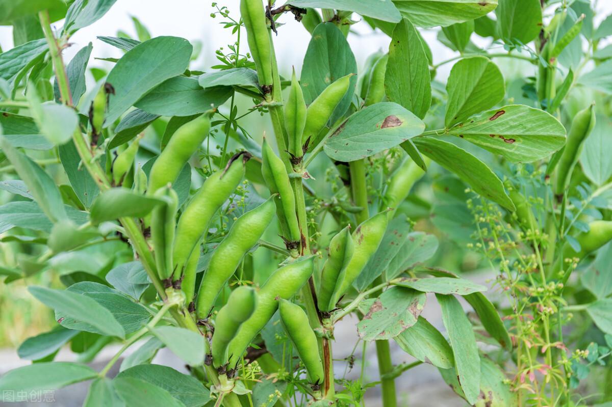 蚕豆什么时候种最合适（种越冬蚕豆的五句农谚） 第5张