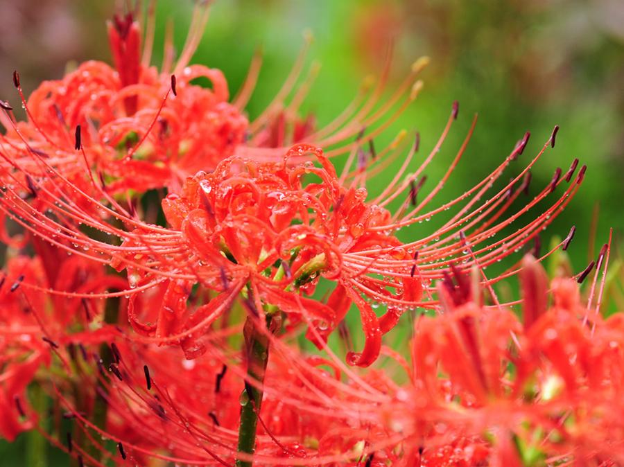 石蒜花和彼岸花一样吗（彼岸花和石蒜花是什么关系） 第1张