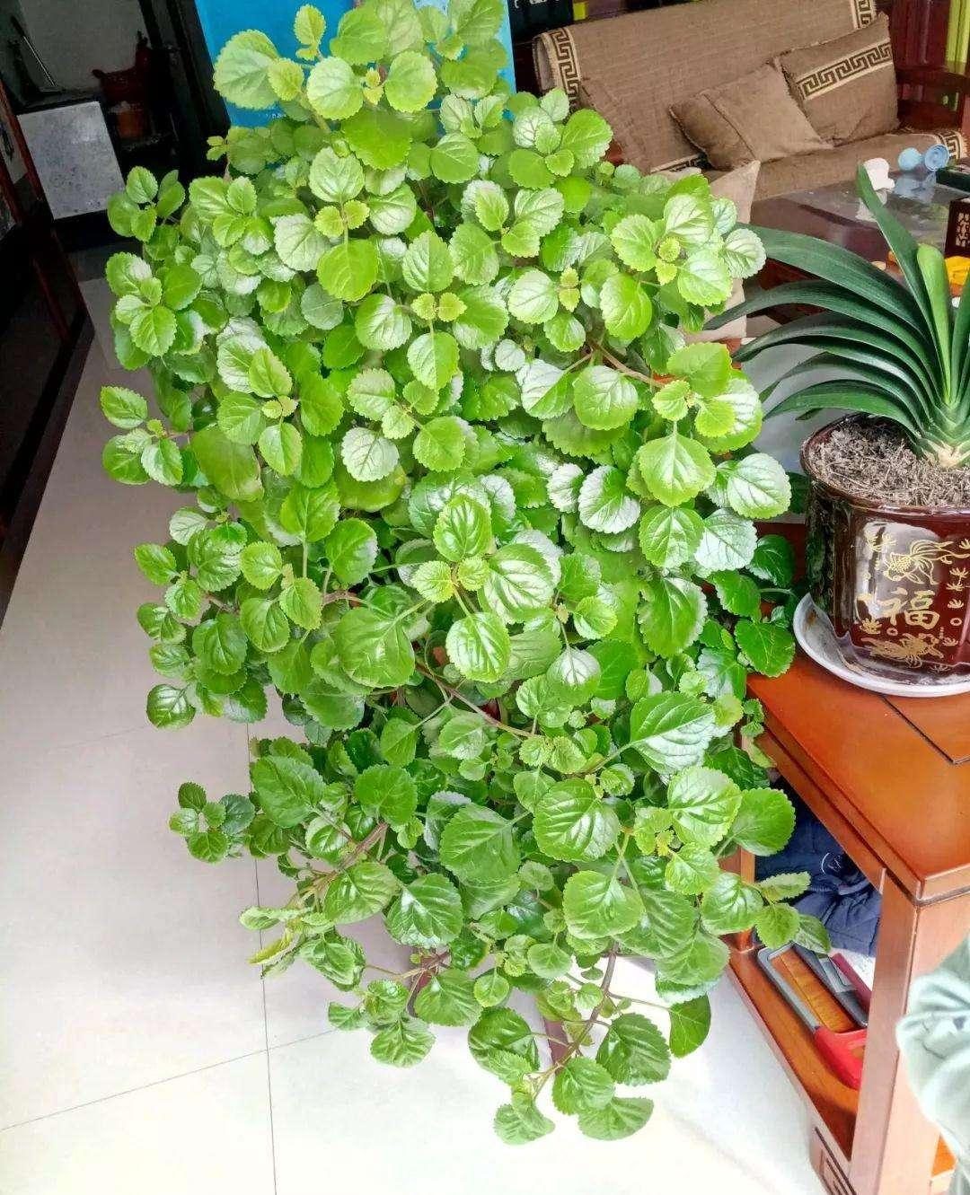 最适合放卧室的十种花（盘点10种促睡眠养人的花） 第3张