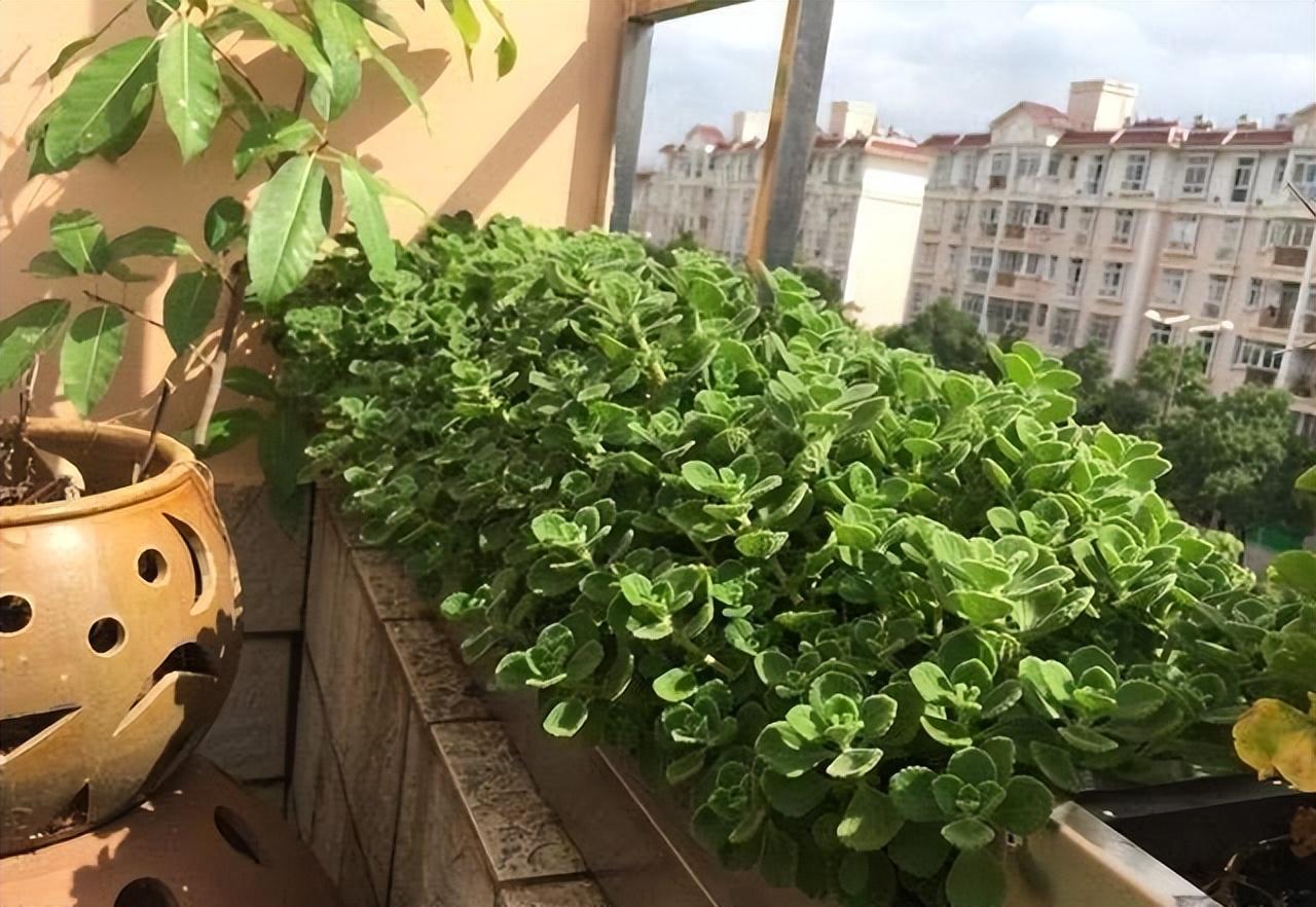 最适合放卧室的十种花（盘点10种促睡眠养人的花） 第17张