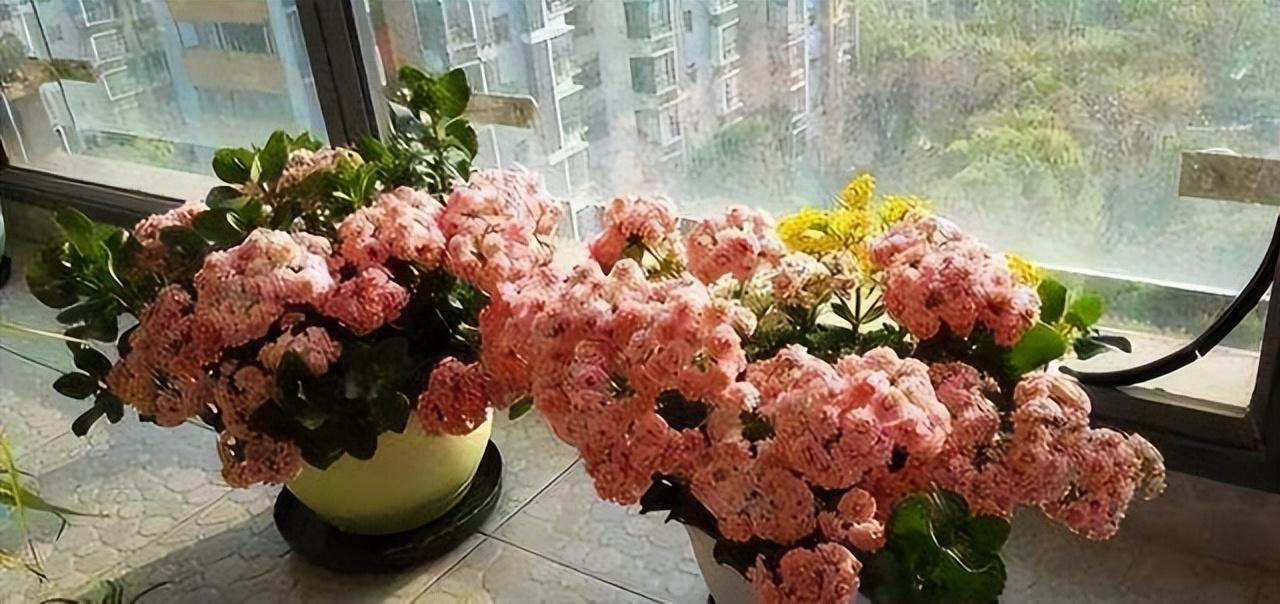 最适合放卧室的十种花（盘点10种促睡眠养人的花） 第19张