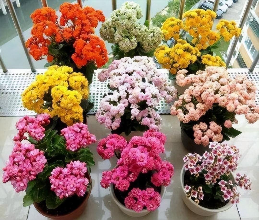 最适合放卧室的十种花（盘点10种促睡眠养人的花） 第23张