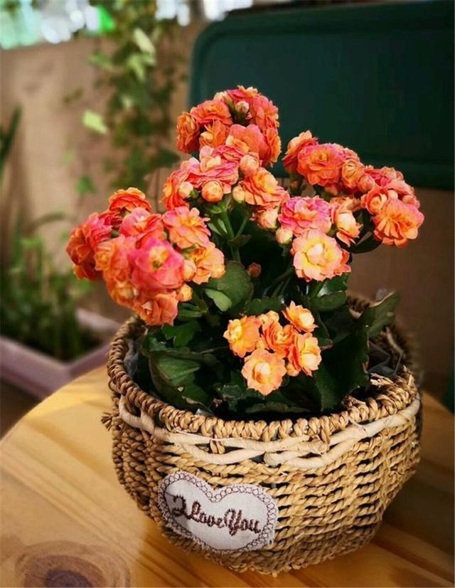 最适合放卧室的十种花（盘点10种促睡眠养人的花） 第25张