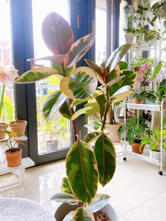 最适合放卧室的十种花（盘点10种促睡眠养人的花） 第29张