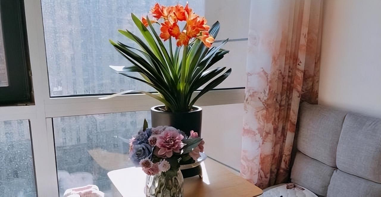 最适合放卧室的十种花（盘点10种促睡眠养人的花） 第35张