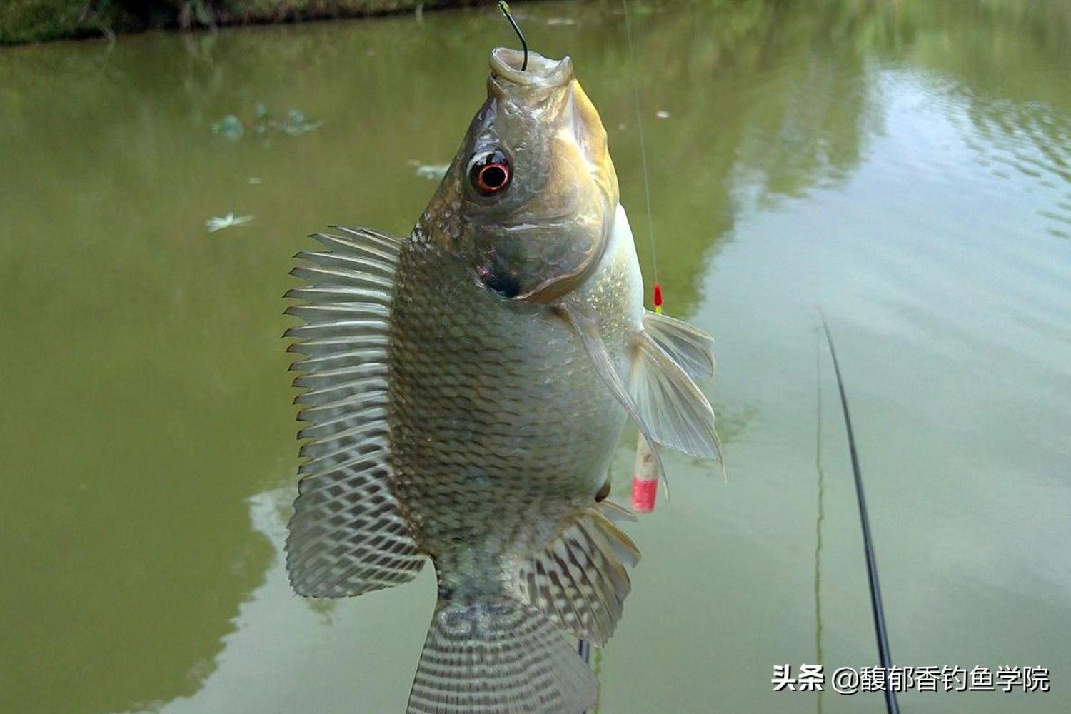 罗非鱼喜欢吃什么饵料（夏季罗非鱼喜欢哪种味型的鱼饵） 第5张