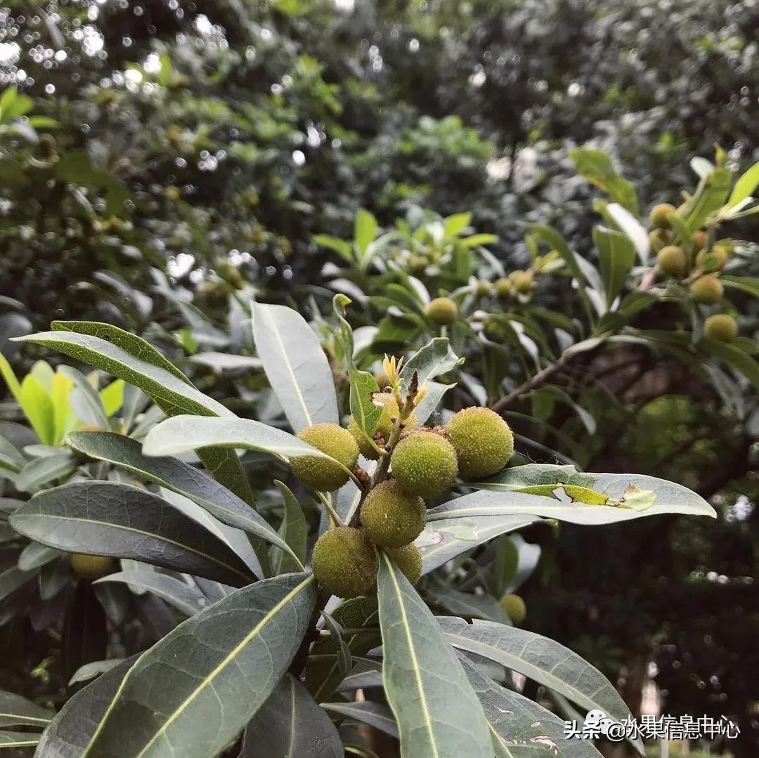 杨梅几月份成熟，我国的杨梅到底哪里最好吃？ 第3张