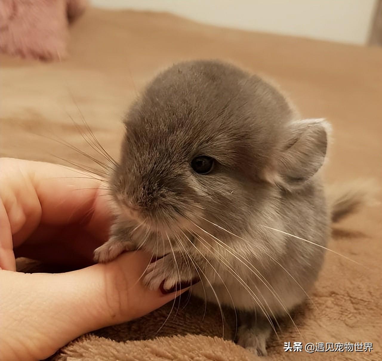 龙猫多少钱一只？普通龙猫的价格在一千元左右 第3张