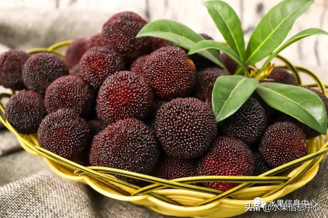 杨梅几月份成熟，我国的杨梅到底哪里最好吃？ 第37张