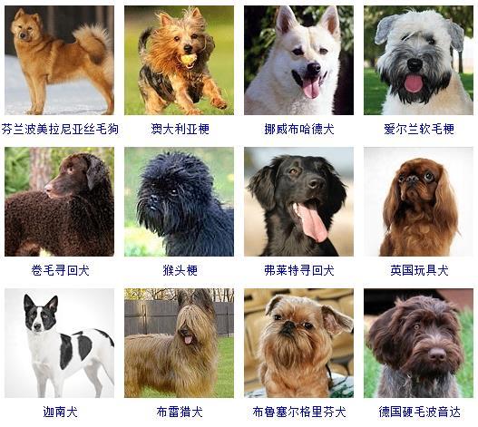 狗狗品种大全及图片（178个宠物狗品种大全，看看你知道几个） 第25张