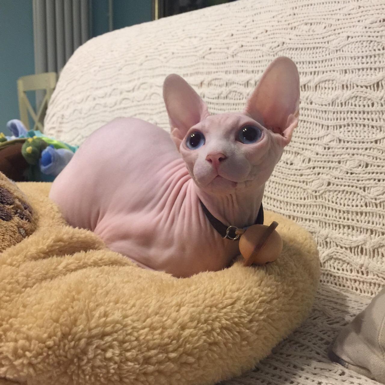 布偶猫多少钱一只？就算再有钱，也不建议养 第15张