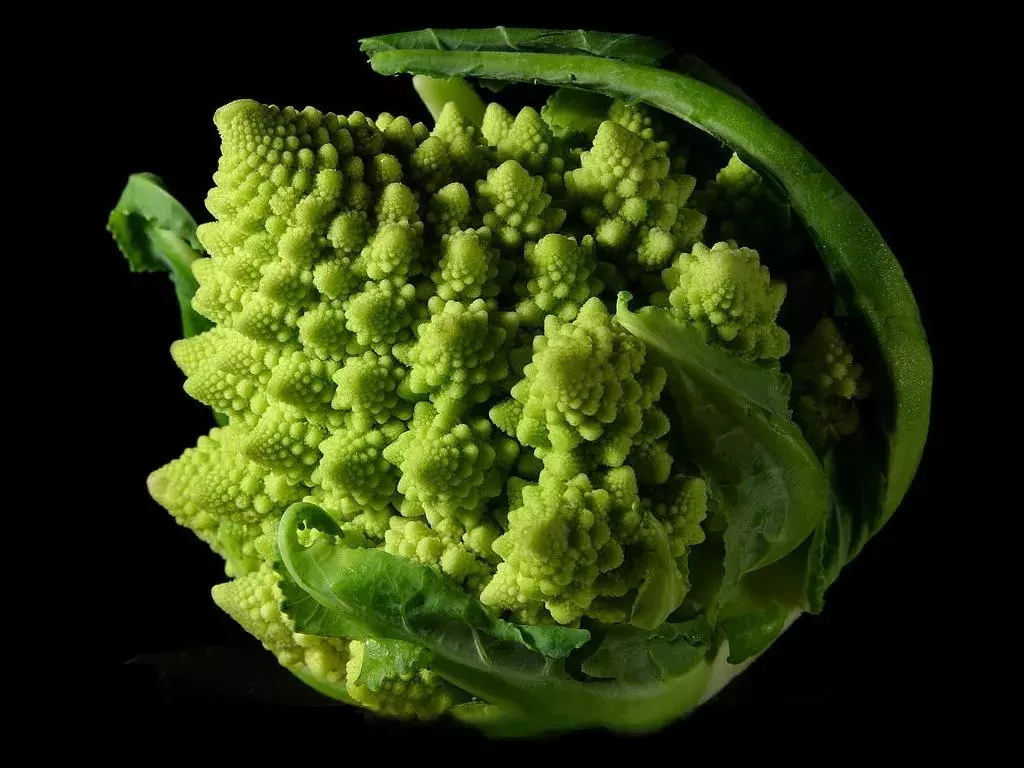 飞蛾为何扑火？真正原因可能只有飞蛾自己知道 第33张