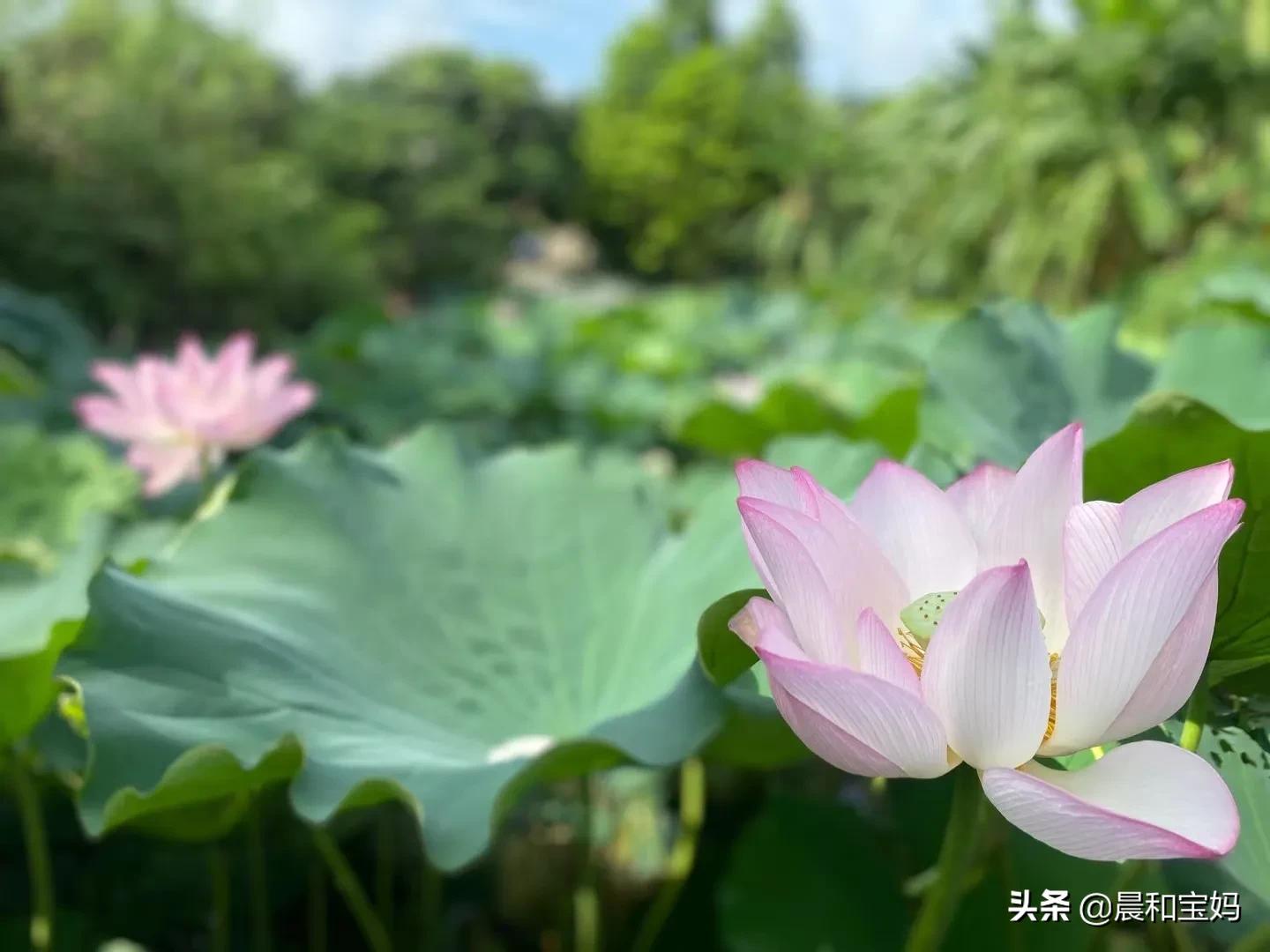 凡尔赛什么意思哦？ 第15张