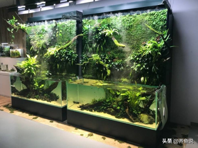 鱼缸水质浑浊别着急换水，这两件事做到位，过几天水会慢慢变清澈 第3张