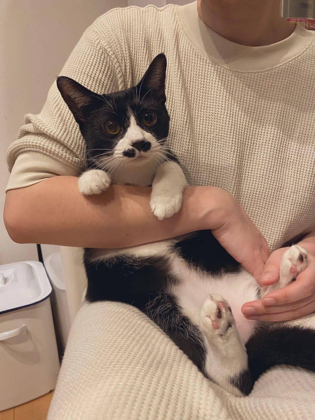 布偶猫多少钱一只？就算再有钱，也不建议养 第9张