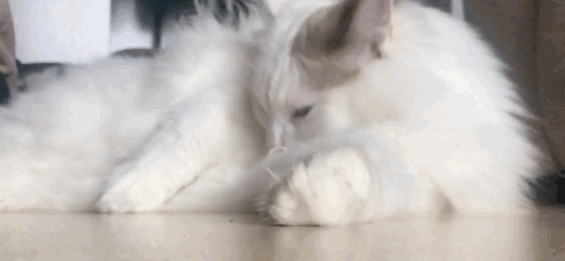 布偶猫价格多少钱一只？2000~8000就能买到，但难养 第9张