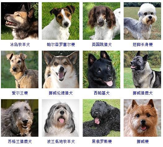 狗狗品种大全及图片（178个宠物狗品种大全，看看你知道几个） 第19张
