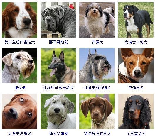 狗狗品种大全及图片（178个宠物狗品种大全，看看你知道几个） 第21张