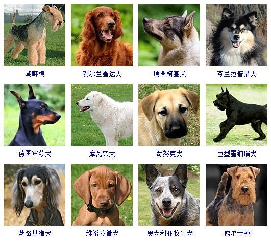 狗狗品种大全及图片（178个宠物狗品种大全，看看你知道几个） 第15张