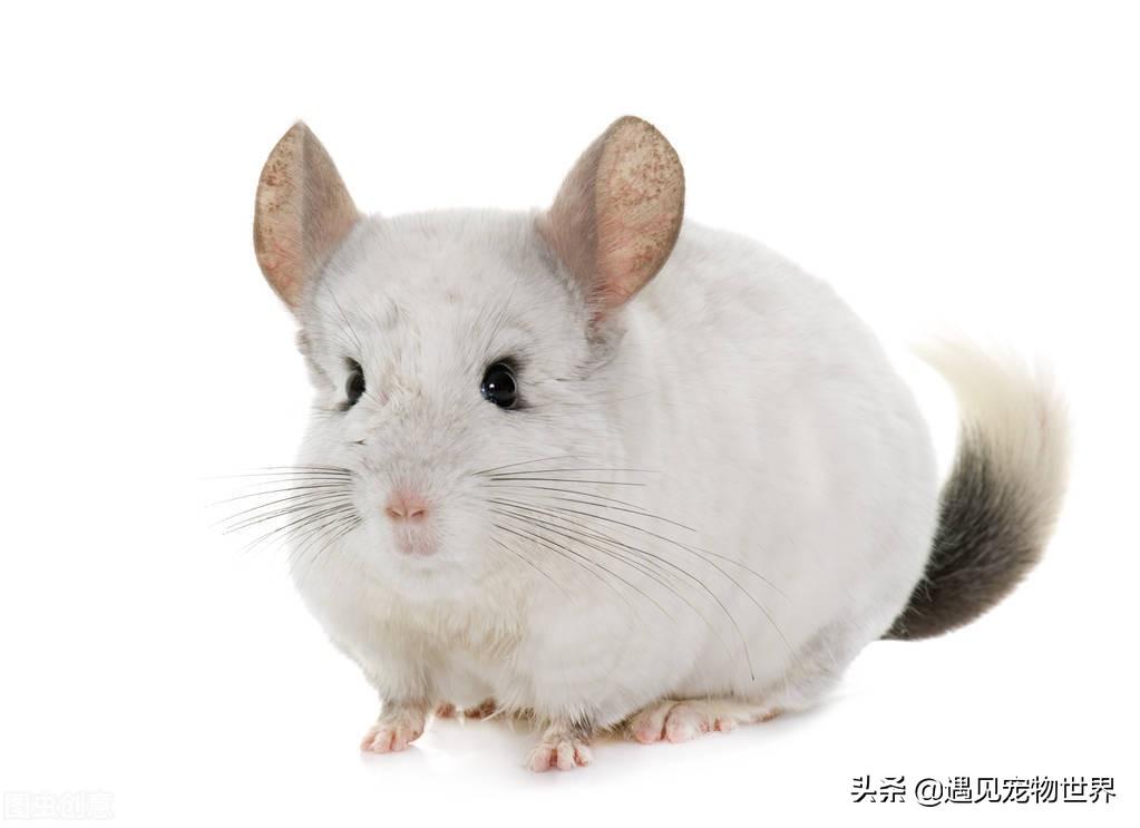 龙猫多少钱一只？普通龙猫的价格在一千元左右 第5张