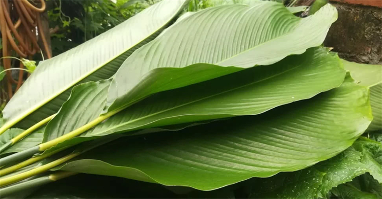 常识科普：粽叶是什么植物的叶子？南方用箬叶，北方用芦苇叶 第9张